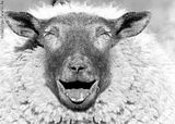 SHEEP JOKE FOR TODAY